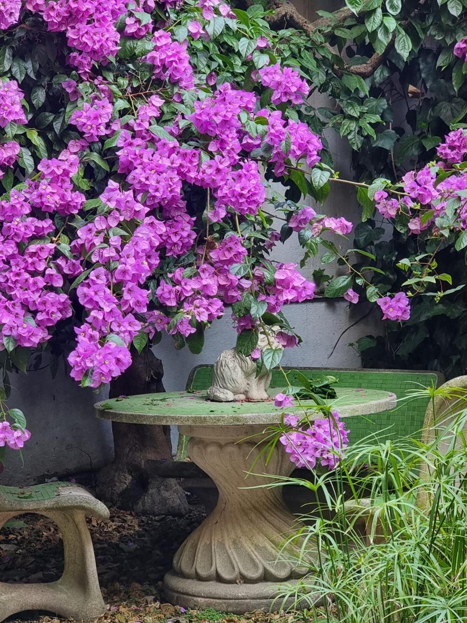 Vatican Fairytale Garden Rom Eksteriør billede